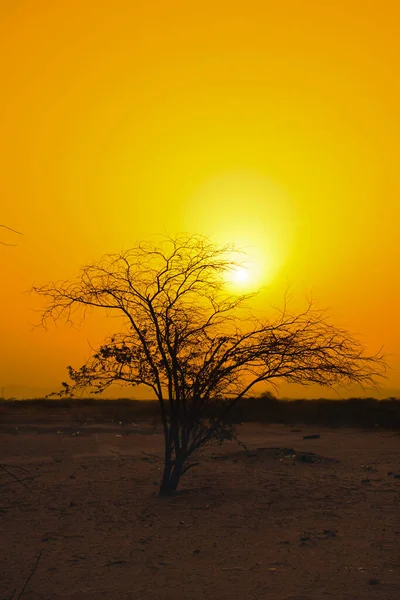 Atardecer Árbol Silueta — Foto de Stock