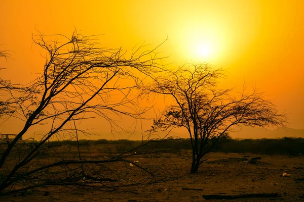 Amaneceres Desierto Con Silueta Árbol — Foto de Stock