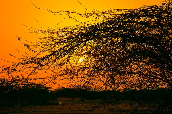 Nascer Sol Deserto Com Silhueta Árvore — Fotografia de Stock