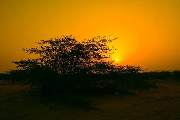 Zonsopgang Woestijn Met Boomsilhouet — Stockfoto