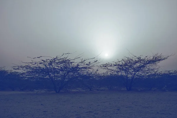 Amaneceres Desierto Con Silueta Árbol — Foto de Stock