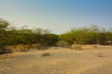 Jeddah 'daki ağaç manzarası