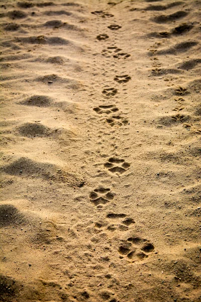 Pegada Animais Deserto — Fotografia de Stock