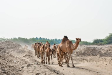 Jeddah 'da çölde develer 