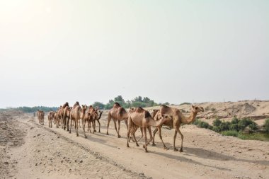 Jeddah 'da çölde develer