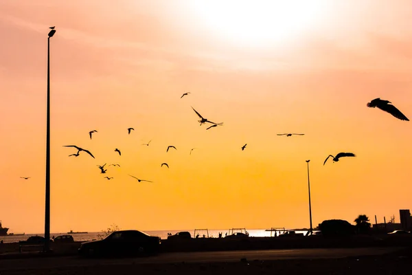Flying birds silhouette on clear orange sunset sky