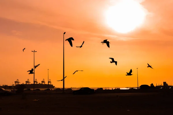 Flying birds silhouette on clear orange sunset sky