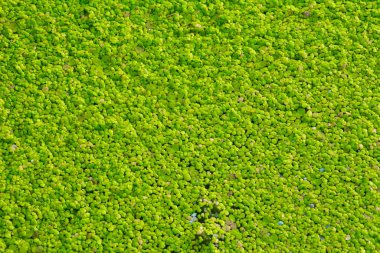 Tam çerçeveli yeşil su çiçekli arkaplan dokusu
