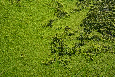 Tam çerçeveli yeşil su çiçekli arkaplan dokusu
