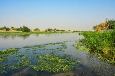 Suudi Arabistan, Jeddah 'da güzel bir nehir