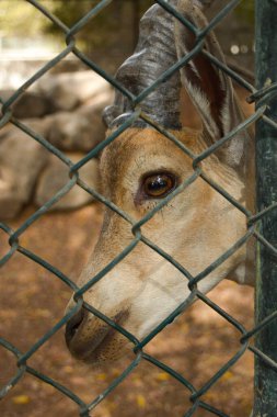 Jeddah 'da geyik portresi