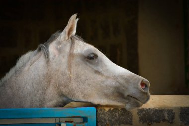At kafese, yakın çekim.