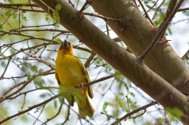 Maskeli dokumacı yalnız oturuyor..