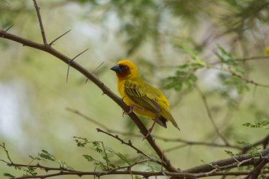 Maskeli dokumacı yalnız oturuyor..