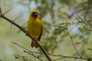 Maskeli dokumacı yalnız oturuyor..