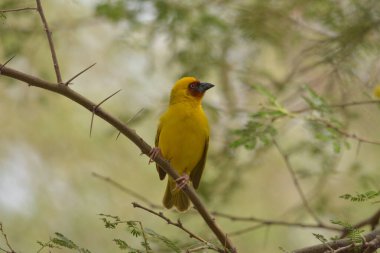 Maskeli dokumacı yalnız oturuyor.