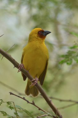 Maskeli dokumacı yalnız oturuyor.