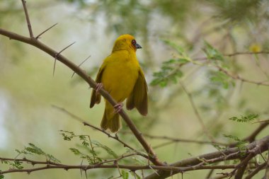 Maskeli dokumacı yalnız oturuyor.