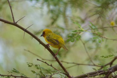 Maskeli dokumacı yalnız oturuyor.