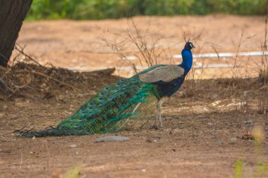 Jeddah, Saudiarabia 'da Tavuskuşu 