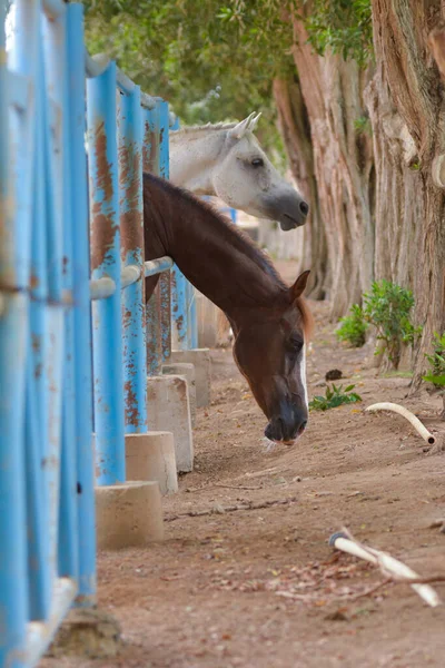 Cavalo Gaiola Jeddah — Fotografia de Stock
