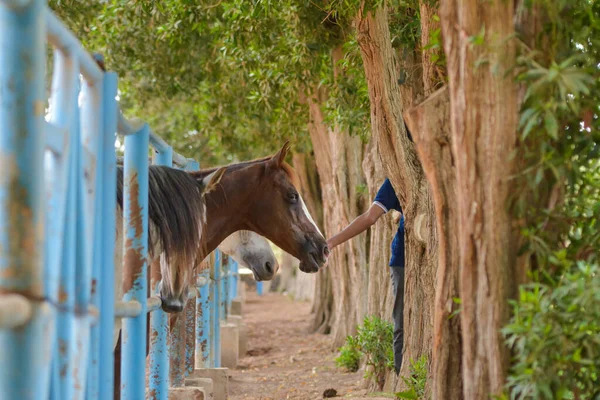 Cavalo Gaiola Jeddah — Fotografia de Stock