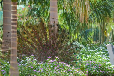 Jeddah 'da dans eden tavus kuşu