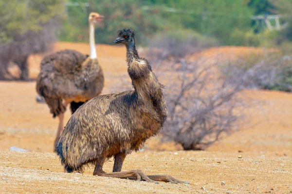 Emuと一般的なダチョウ — ストック写真