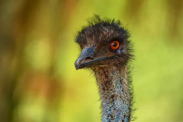 Emu Close Shot — Stock Photo, Image