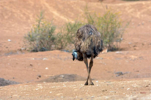 Emu Feeding Desert Jeddah — Stock Photo, Image