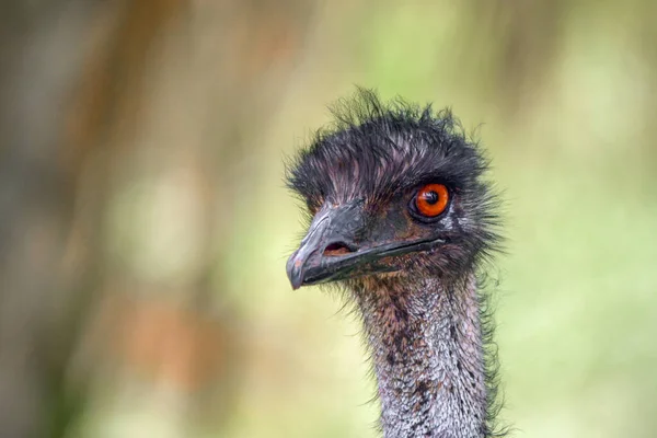 Emu Close Shot — Stock Photo, Image