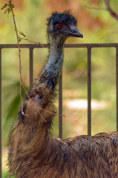 Emu Close Shot Jeddah — Stock Photo, Image