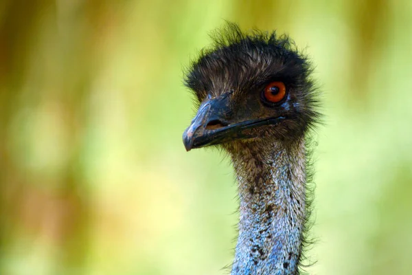 Emu Close Shot Jeddah — Stock Photo, Image