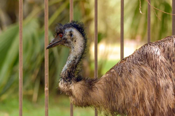 Emu Close Shot Jeddah — Stock Photo, Image