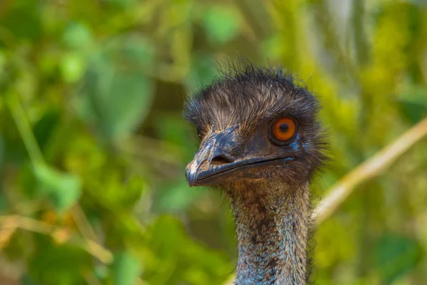 Emu Close Shot Jeddah — Stock Photo, Image