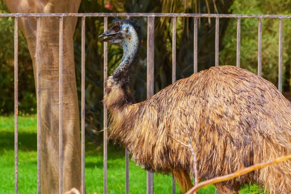 Emu Gros Plan Sur Jeddah — Photo