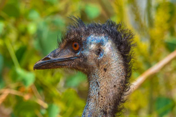 Emu Close Shot Jeddah — Stock Photo, Image