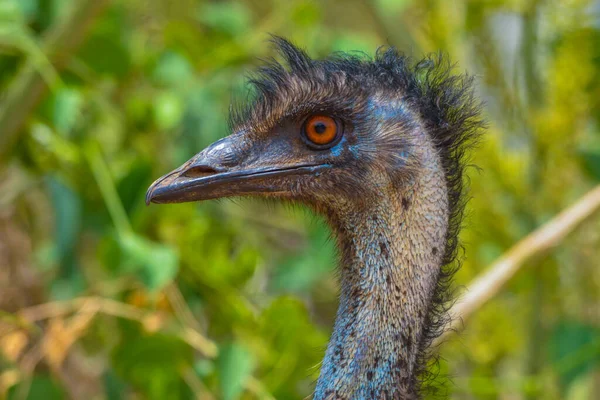 Emu Close Shot Jeddah — Stock Photo, Image