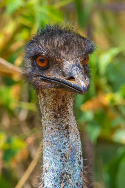 Emu Close Shot Jeddah Stock Image