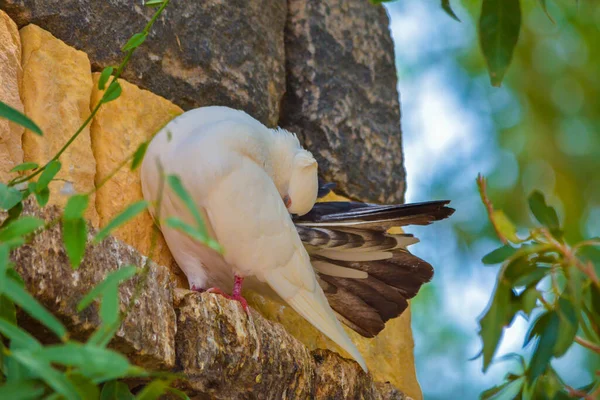 Colomba Seduta Sola Sulla Recinzione — Foto Stock