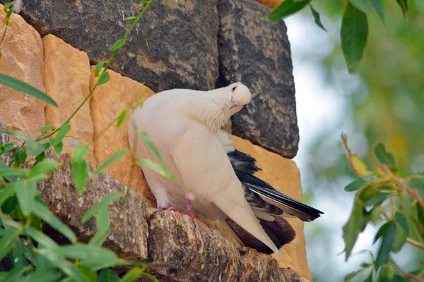 Güvercin Çitte Tek Başına Oturuyor — Stok fotoğraf
