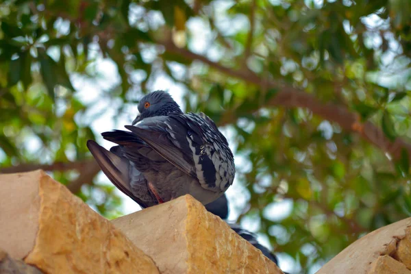 Pombo Sentado Sozinho Cerca — Fotografia de Stock