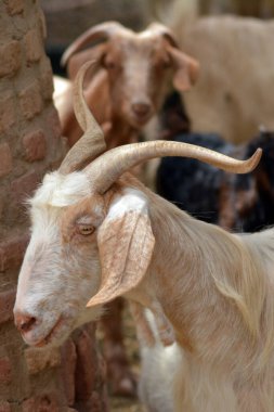 Güzel keçi yakında.