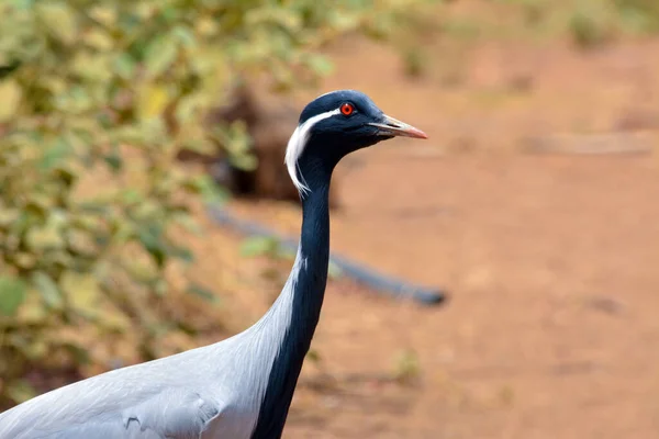 Gru Demoiselle Vicino — Foto Stock