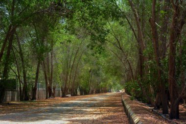 Suudi Arabistan, Jeddah 'daki güzel köy yolu