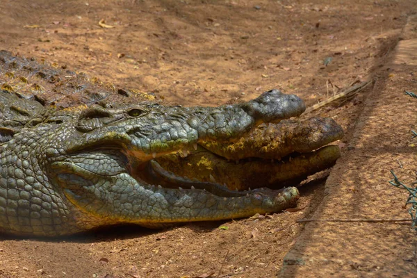 Crocodile Close Shot — Stock Photo, Image