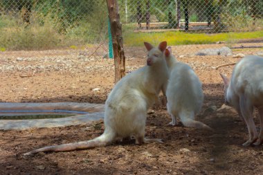 Hayvanat bahçesinde beyaz valizler