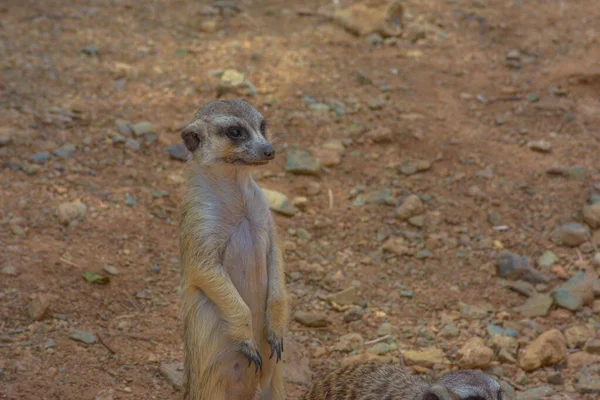 Animais Selvagens Meerkats Imagem — Fotografia de Stock