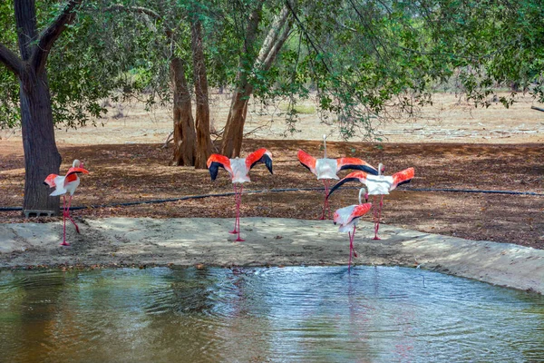 Flamingos Saudi Arabien — Stockfoto