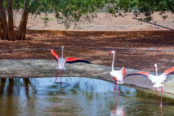 Większe Flamingi Arabii Saudyjskiej — Zdjęcie stockowe